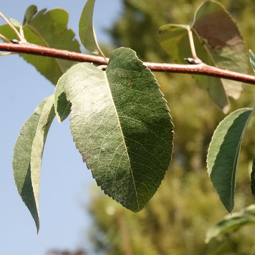 Birnbaum Durondeau - Pyrus communis (Laub)