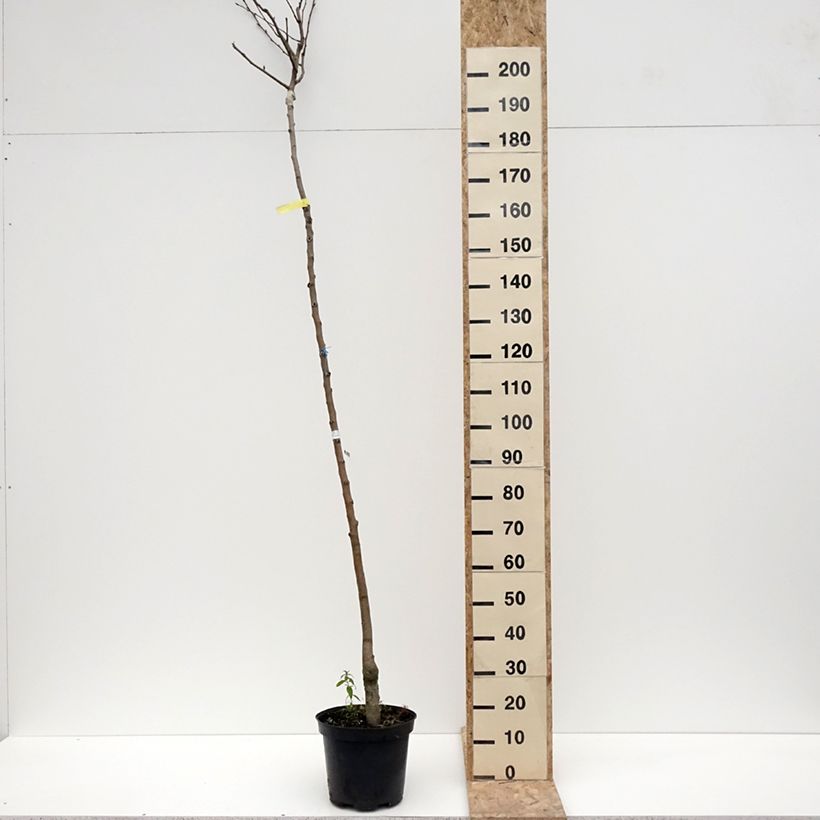 Exemplar von Birnbaum Durondeau - Pyrus communis Topf mit 7,5L/10L, HochstammGelieferte Höhe ca. 175/+cm wie im Winter geliefert