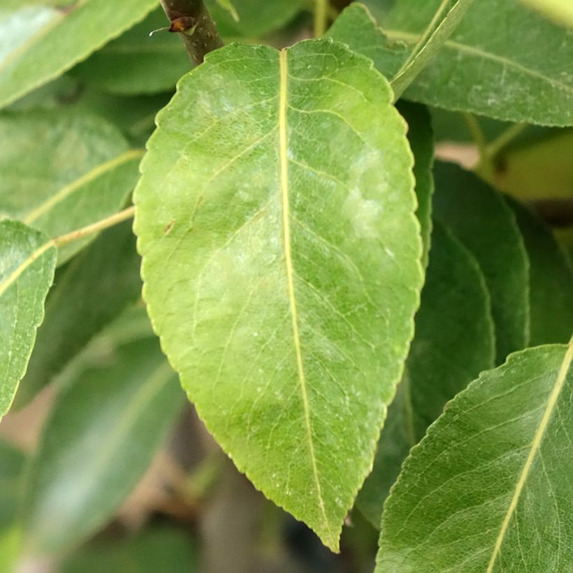 Birnbaum Epine du Mas (syn. Duc de Bordeaux) - Pyrus communis (Laub)