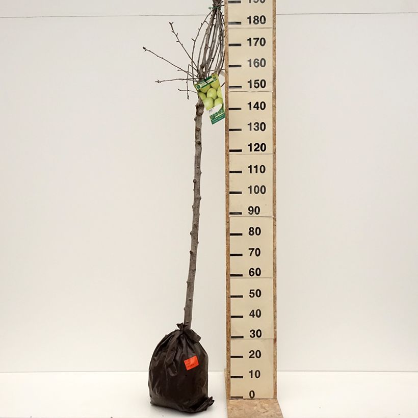 Exemplar von Birnbaum Fertilia Delbard Delwilmor - Pyrus communis Plug "Fertig-zum-Pflanzen", HalbstammGelieferte Höhe ca. 200/220cm wie im Winter geliefert