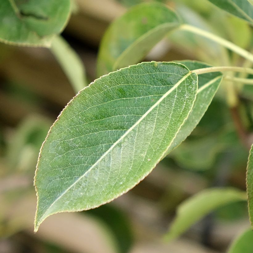 Birnbaum Fertilia Delbard Delwilmor - Pyrus communis (Laub)