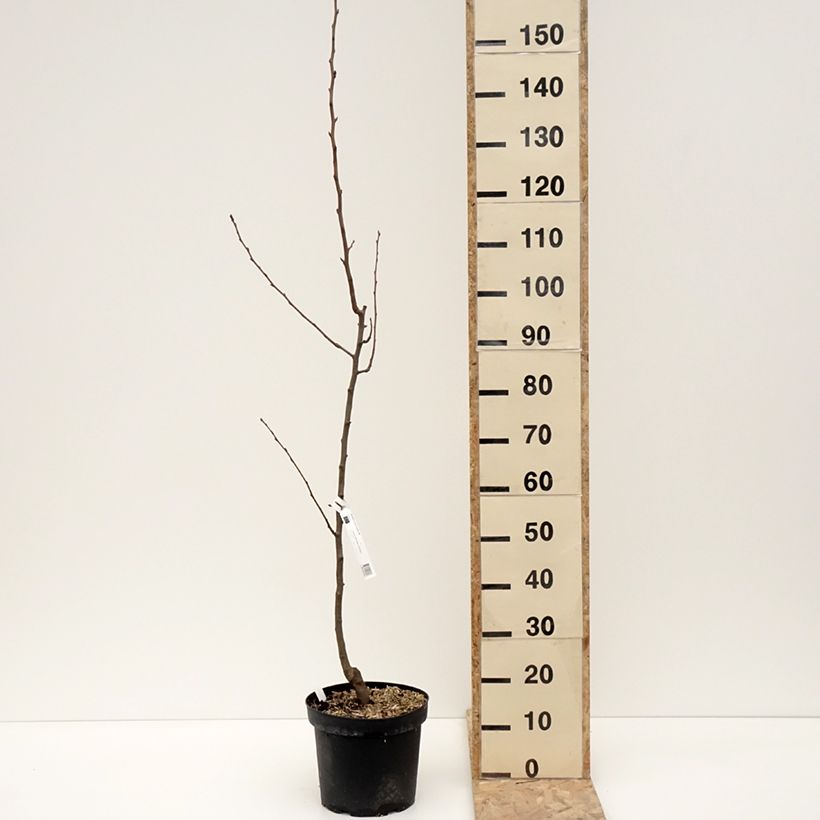 Exemplar von Birnbaum General Leclerc - Pyrus communis Topf mit 7,5L/10L, HeisterGelieferte Höhe ca. 80/100cm wie im Winter geliefert