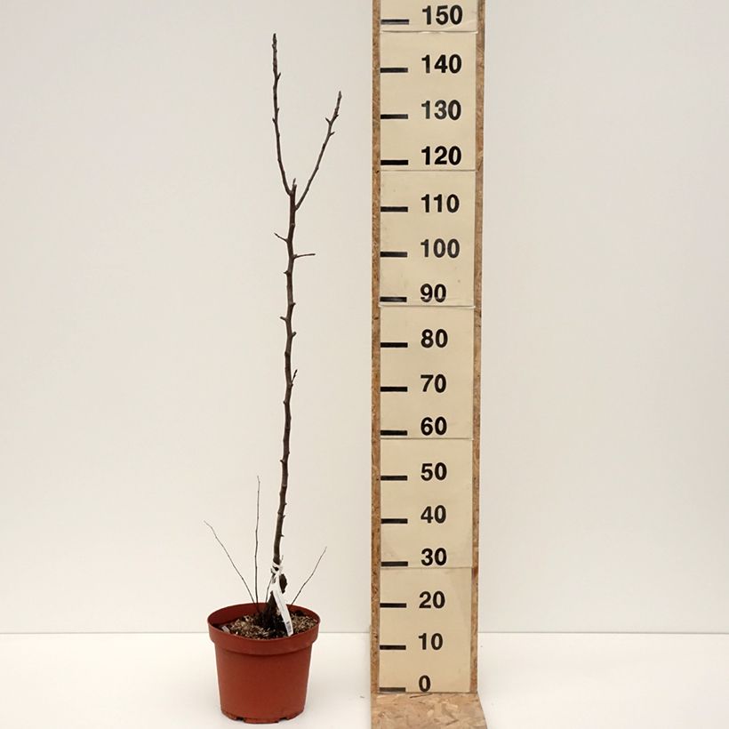 Exemplar von Birnbaum Jules Guyot - Pyrus communis Topf mit 7,5L/10L, HeisterGelieferte Höhe ca. 80/100cm wie im Winter geliefert