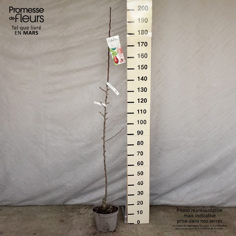 Exemplar von Säulenbirnbaum Moscou - Pyrus communis Topf mit 7,5L/10L, SäulenförmigGelieferte Höhe ca. 70/100cm wie im Frühjahr geliefert