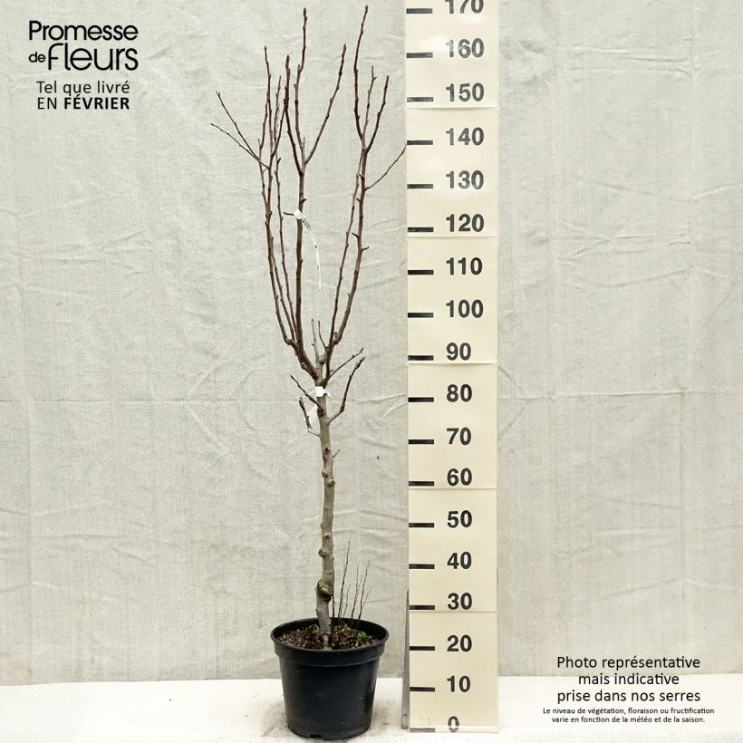 Exemplar von Poirier - Pyrus communis General Leclerc Gobelet en pot de 7,5l/10l wie im Winter geliefert