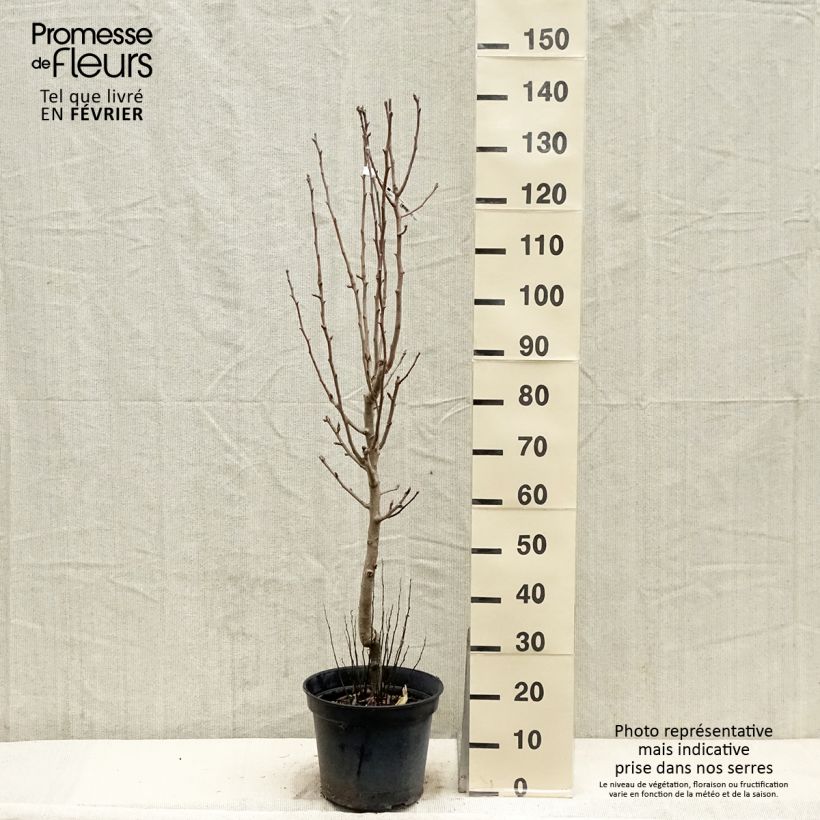 Exemplar von Poirier - Pyrus communis Jeanne Darc Gobelet en pot de 7,5l/10l wie im Winter geliefert