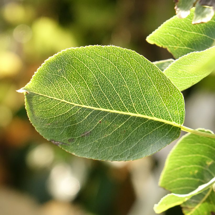 Birnbaum Super Comice Delbard 'Delbias' - Pyrus communis (Laub)