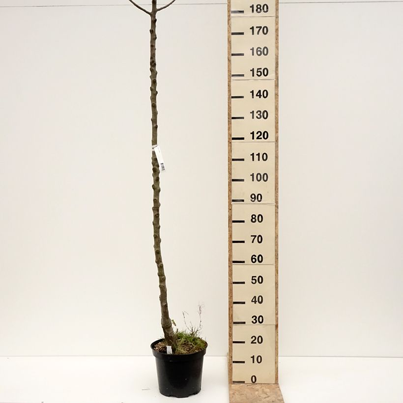 Exemplar von Birnbaum Triomphe de Vienne - Pyrus communis Topf mit 7,5L/10L, HochstammGelieferte Höhe ca. 175/+cm wie im Winter geliefert