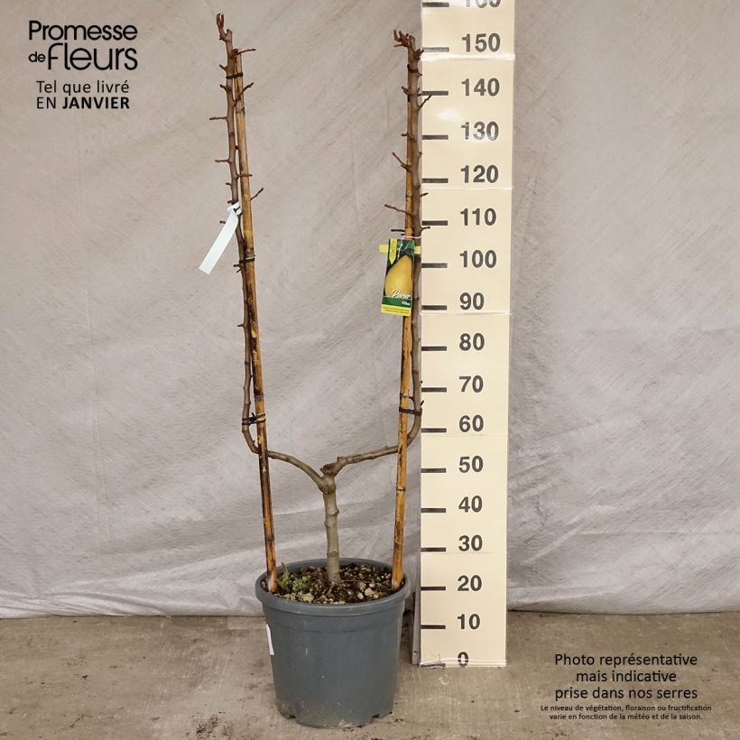 Exemplar von Zwergbirnbaum William's - Palmette einfach U wie im Winter geliefert