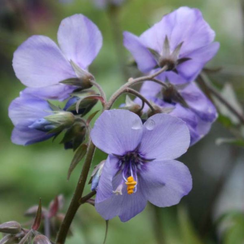 Polemonium Bressingham Purple - Jakobsleiter (Blüte)