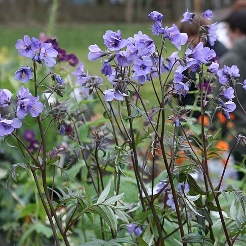 Polemonium Bressingham Purple - Jakobsleiter (Hafen)