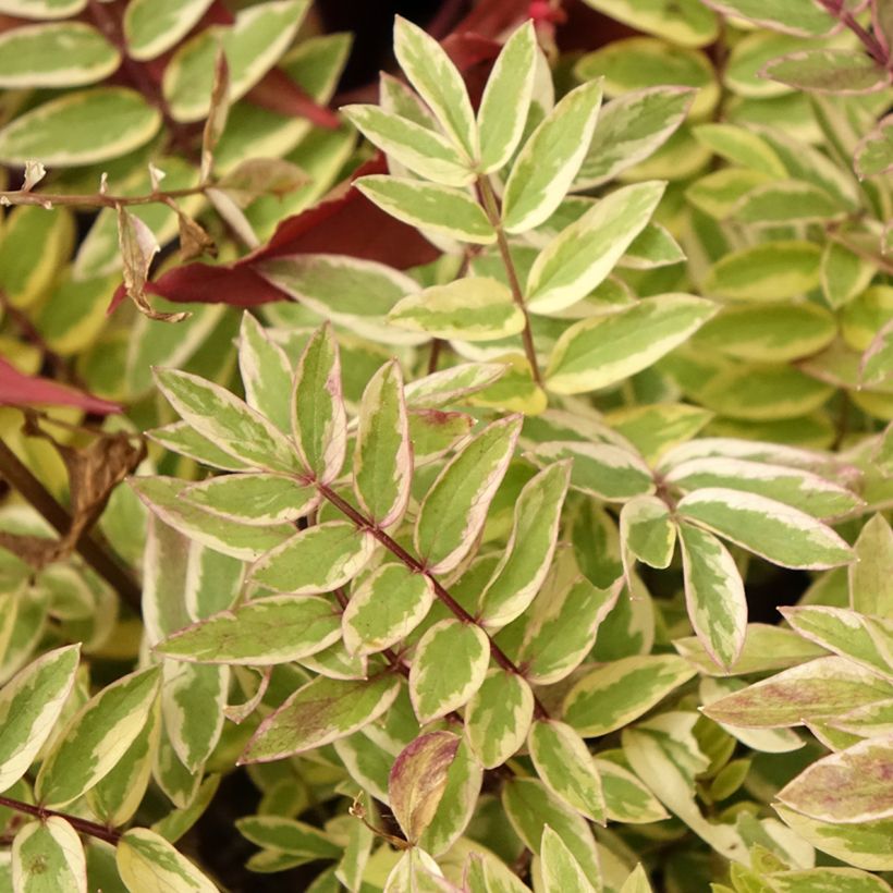 Polemonium pulcherrimum Golden Feathers - Jakobsleiter (Laub)