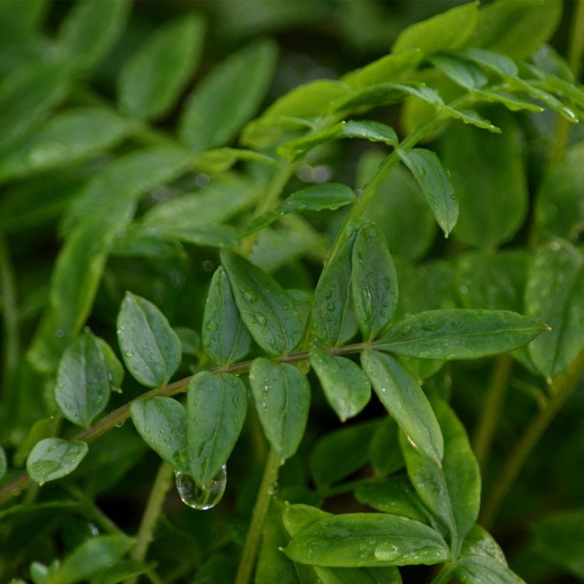 Polemonium Bressingham Purple - Jakobsleiter (Laub)