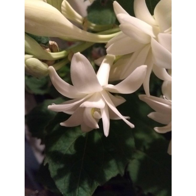 Polyanthes tuberosa The Pearl - Tuberose (Blüte)