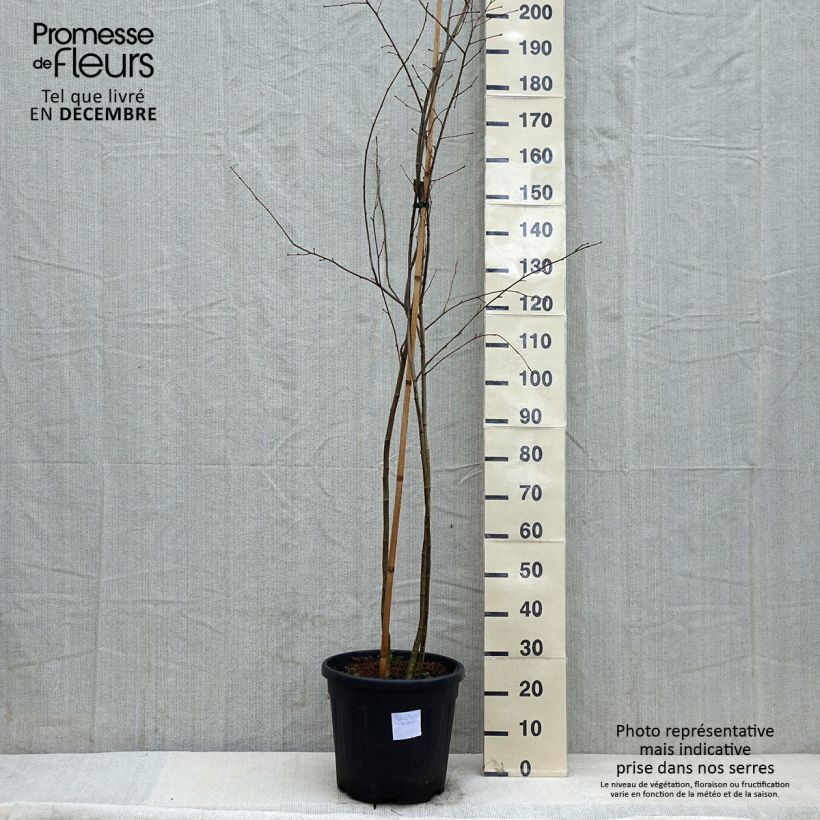 Exemplar von Poliothyrsis sinensis - Arbre aux fleurs de perles - Pot de 20L wie im Winter geliefert