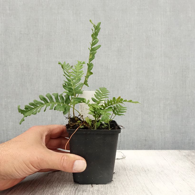 Exemplar von Polypodium vulgare Bifido Multifidum - Fougère Godet de 9cm wie im Herbst geliefert