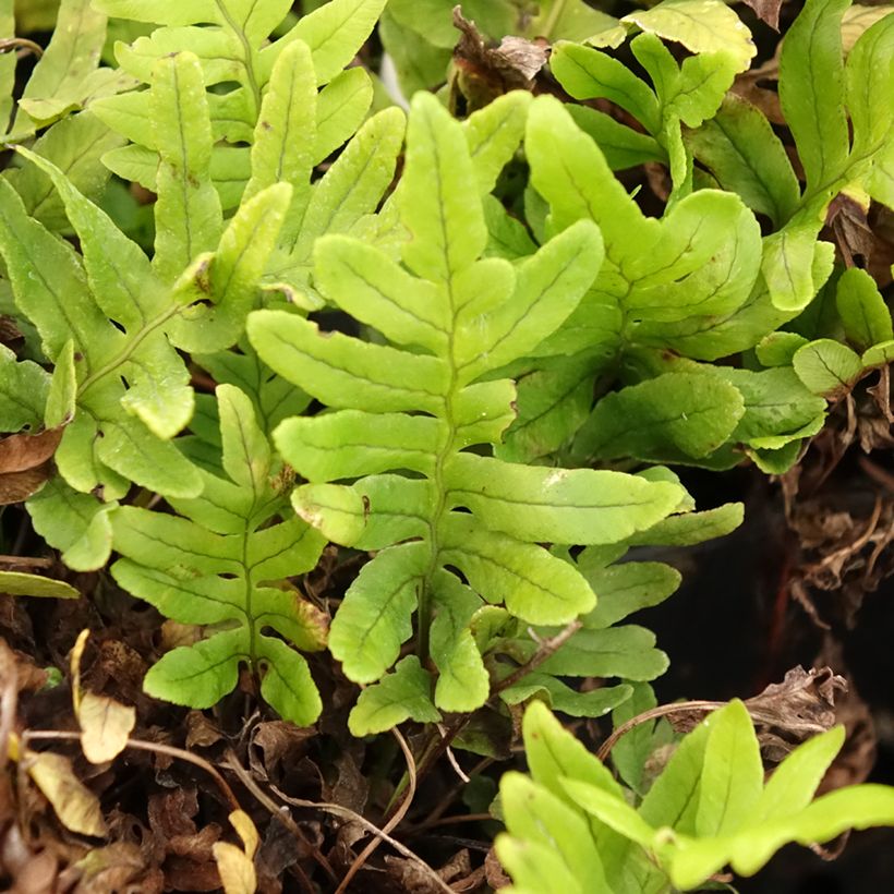 Polypodium cambricum Whitley Giant - Tüpfelfarn (Laub)