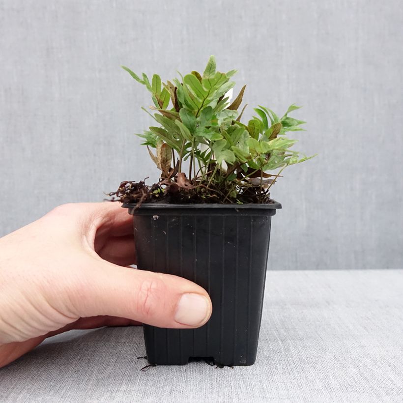 Exemplar von Polypodium cambricum Whitley Giant - Tüpfelfarn Kleine Töpfe von 8/9 cm wie im Winter geliefert