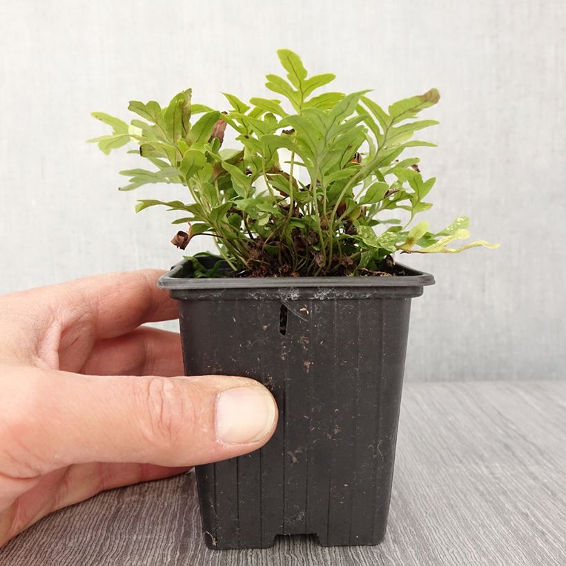 Exemplar von Polypodium Whitley Giant - Fougère, Polypode - Godet de 8/9 cm wie im Frühjahr geliefert