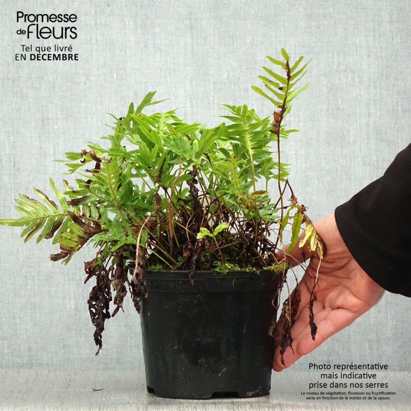 Exemplar von Polypodium Whitley Giant - Fougère, Polypode - Pot de 2L/3L wie im Winter geliefert