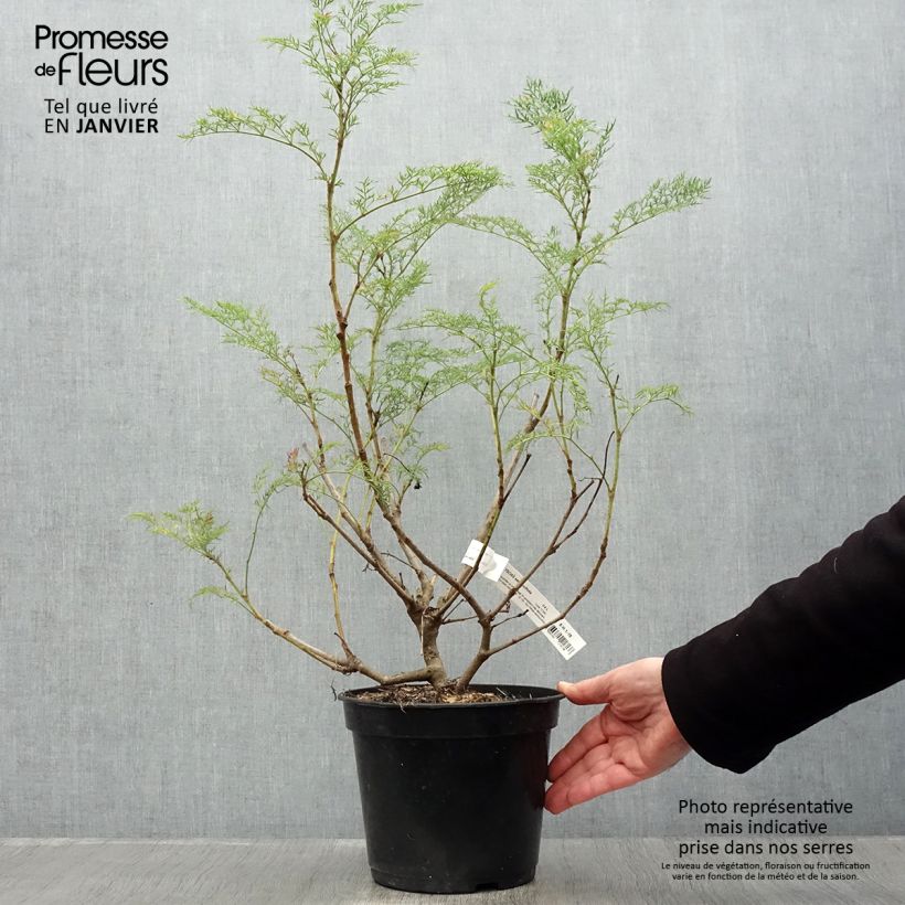 Exemplar von Polyscias sambucifolia - Sureau panax Pot de 4L/5L wie im Winter geliefert