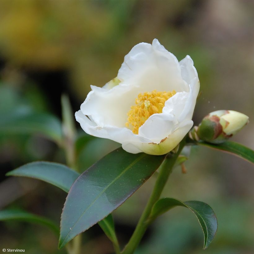 Polyspora axillaris (Blüte)