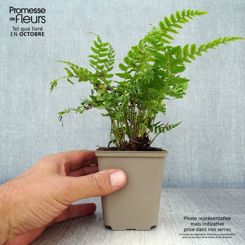 Exemplar von Polystichum aculeatum - Fougère Godet de 9cm wie im Herbst geliefert