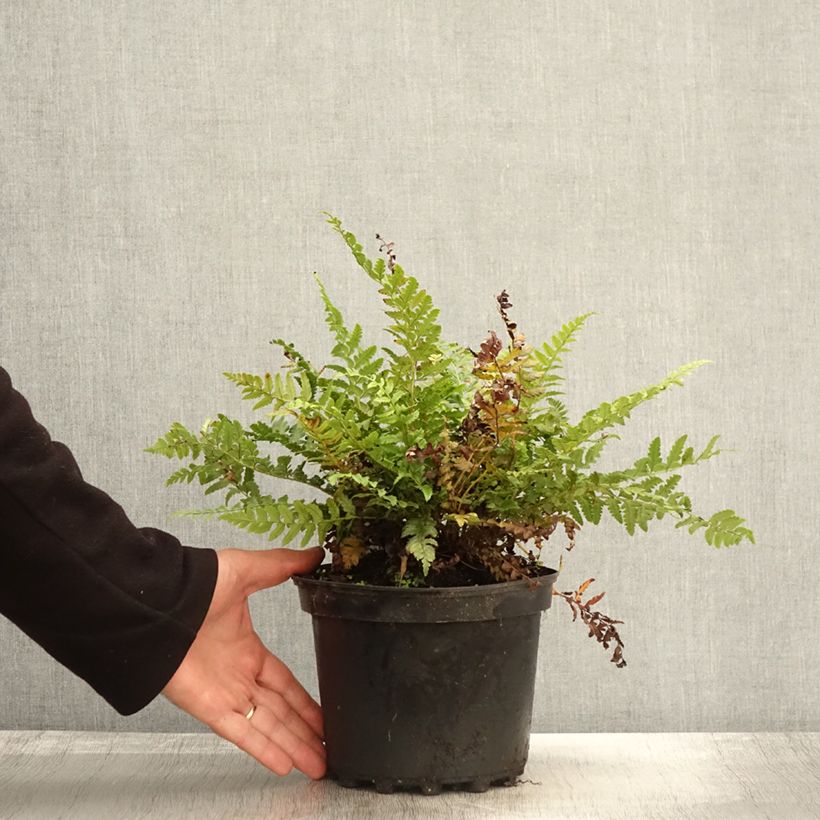 Exemplar von Polystichum aculeatum - Fougère Pot de 2L/3L wie im Herbst geliefert