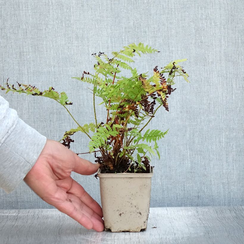 Exemplar von Polystichum braunii - Fougère Godet de 9cm wie im Herbst geliefert