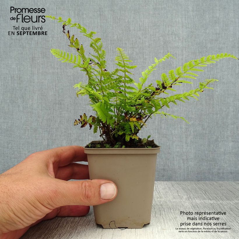 Exemplar von Brauns Schildfarn - Polystichum braunii wie im Sommer geliefert