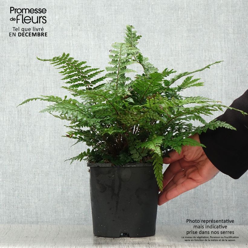 Exemplar von Makino-Schildfarn - Polystichum makinoi wie im Winter geliefert