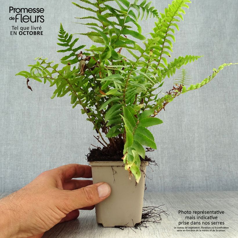 Exemplar von Polystichum munitum - Fougère Godet de 9cm wie im Herbst geliefert