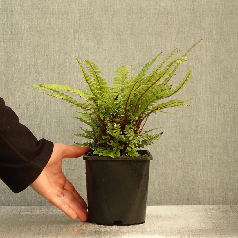 Exemplar von Polystichum neolobatum - Fougère sabre  Pot de 2L/3L wie im Herbst geliefert