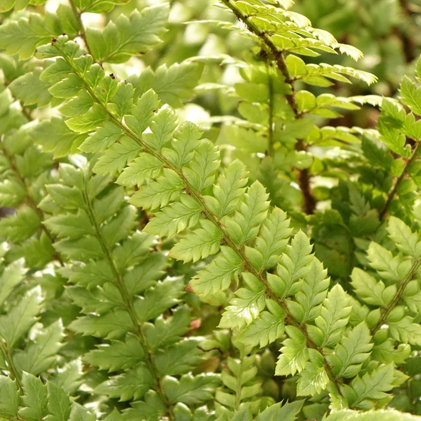 Schildfarn - Polystichum neolobatum (Laub)