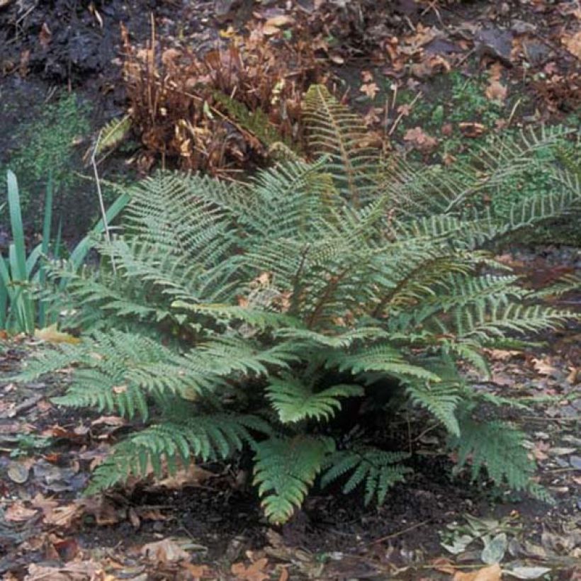 Japanischer Glanzschildfarn - Polystichum polyblepharum (Hafen)