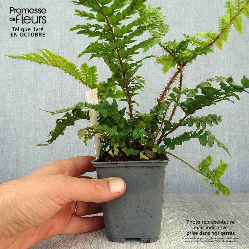 Exemplar von Polystichum polyblepharum - Fougère persistante en godet de 9 cm wie im Herbst geliefert