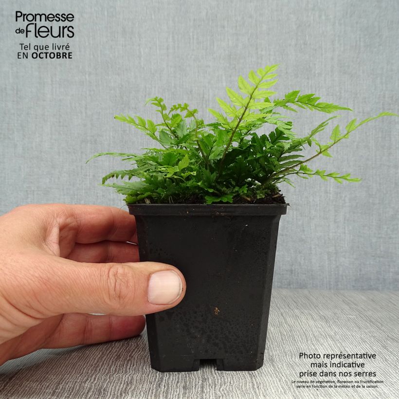 Exemplar von Polystichum rigens - Fougère Godet de 9cm wie im Herbst geliefert