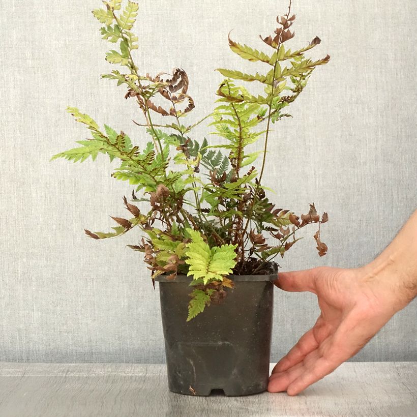 Exemplar von Polystichum rigens - Fougère Pot de 2L wie im Herbst geliefert