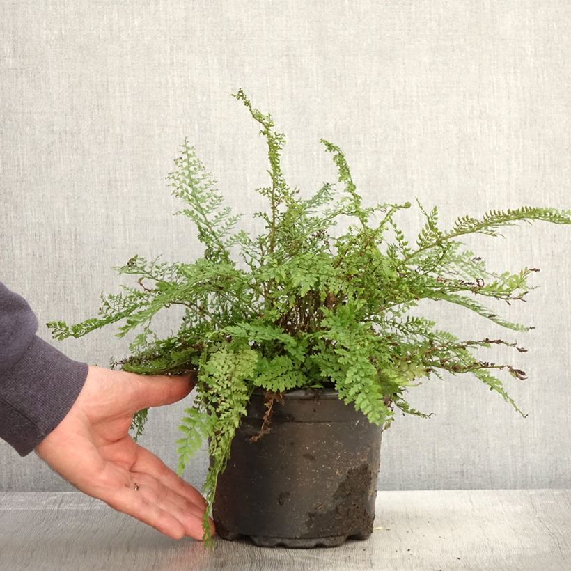 Exemplar von Polystichum setiferum - Aspidie à cils raides Herrenhausen Pot de 2L wie im Herbst geliefert