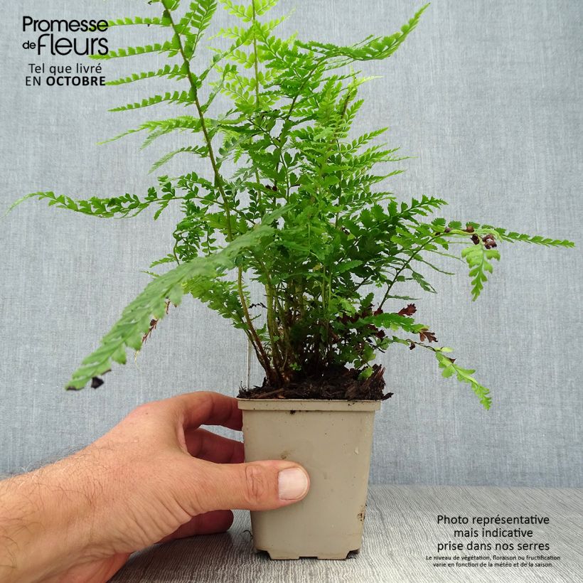 Exemplar von Polystichum setiferum Dahlem - Fougère Godet de 9cm wie im Herbst geliefert