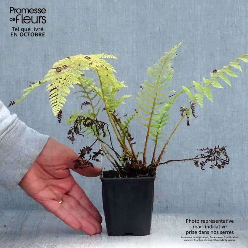 Exemplar von Polystichum setiferum - Fougère Godet de 9cm wie im Herbst geliefert