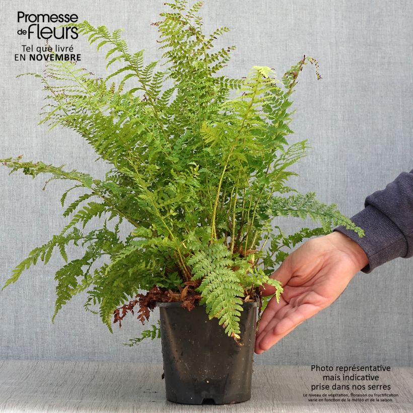 Exemplar von Polystichum setiferum - Fougère Pot de 2L/3L wie im Herbst geliefert