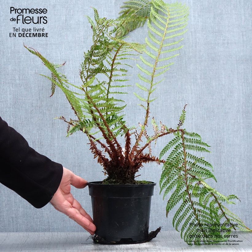 Exemplar von Polystichum setiferum Plumosum Bevis - Aspidie à cils raides Pot de 2L/3L wie im Winter geliefert