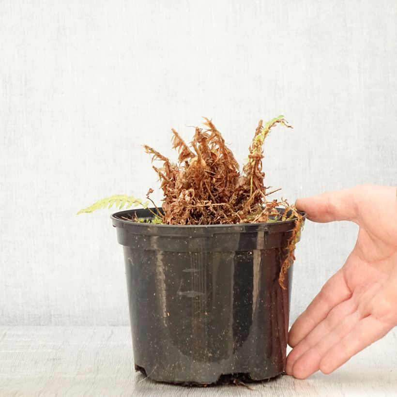 Exemplar von Weicher Schildfarn Plumosum Bevis - Polystichum setiferum Topf mit 2L/3L wie im Frühjahr geliefert