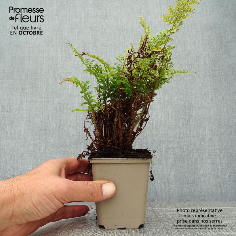 Exemplar von Polystichum setiferum Plumosum Densum - Fougère Godet de 9cm wie im Herbst geliefert