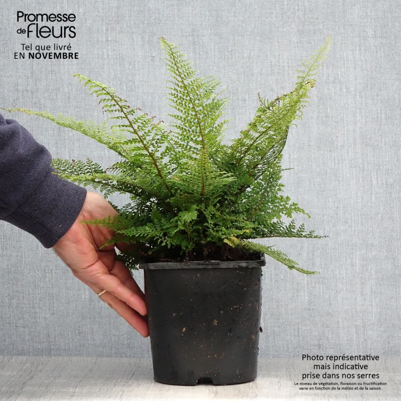 Exemplar von Polystichum setiferum Plumosum Densum - Fougère Pot de 2L wie im Herbst geliefert