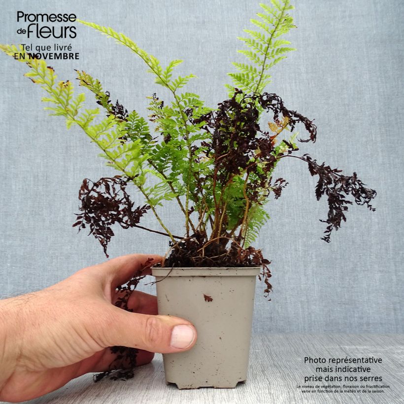 Exemplar von Polystichum setiferum Proliferum - Fougère Godet de 8/9 cm wie im Herbst geliefert