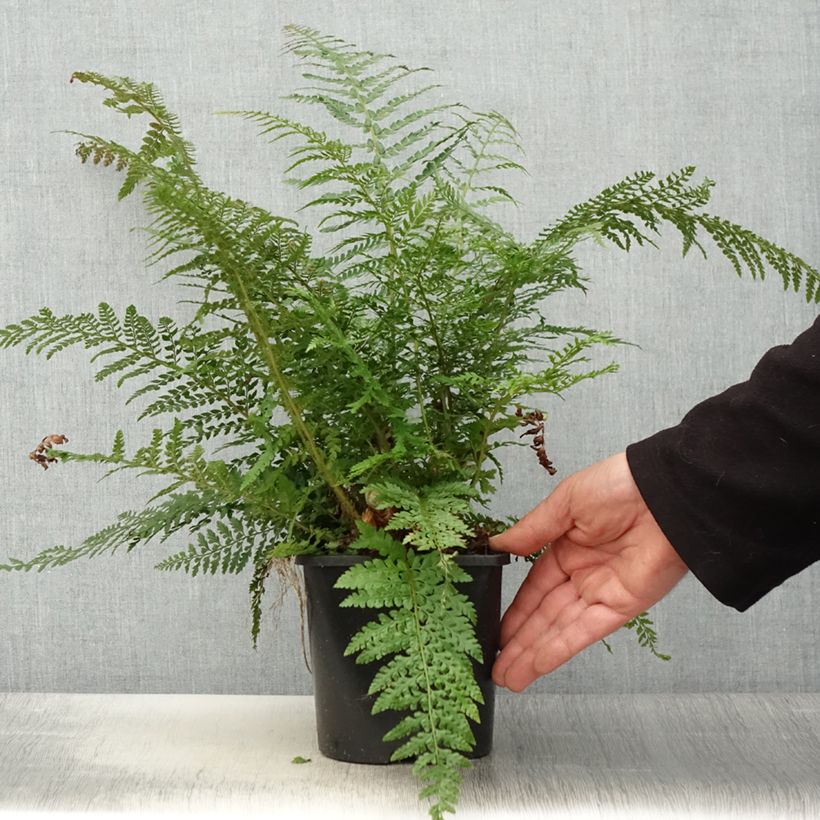 Exemplar von Polystichum setiferum Proliferum - Fougère - Pot de 2L/3L wie im Frühjahr geliefert