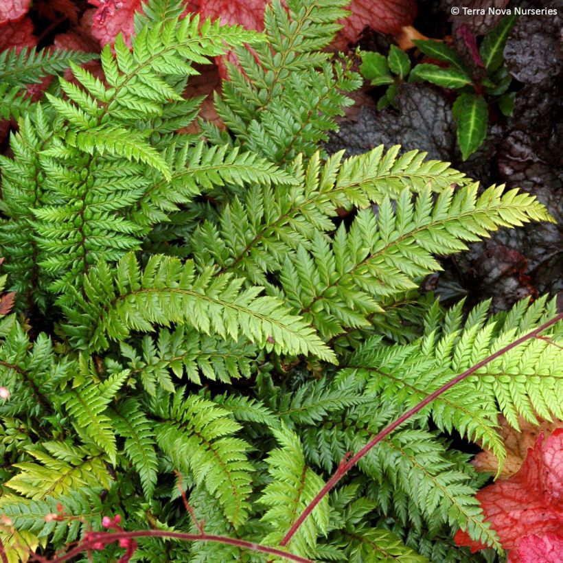 Japanischer Glanzschildfarn Shiny Holy Fern - Polystichum polyblepharum (Hafen)