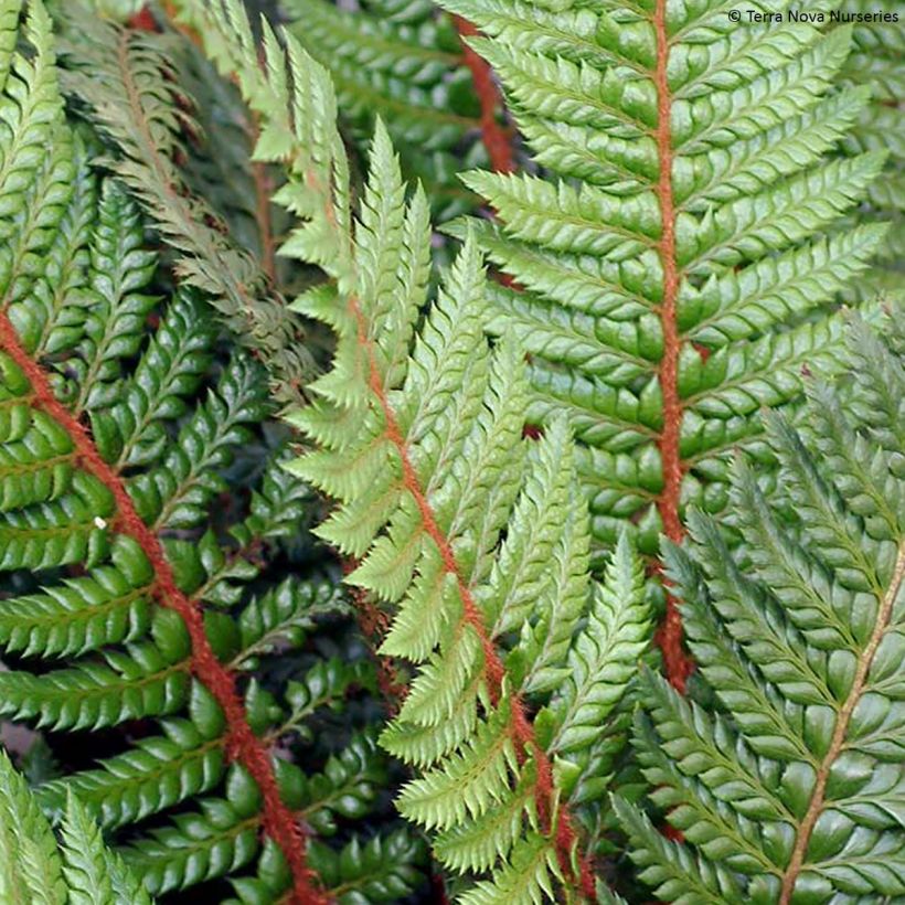 Japanischer Glanzschildfarn Shiny Holy Fern - Polystichum polyblepharum (Laub)